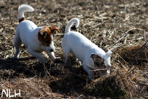 090412 hiirestajat.jpg - Myyrästäjät